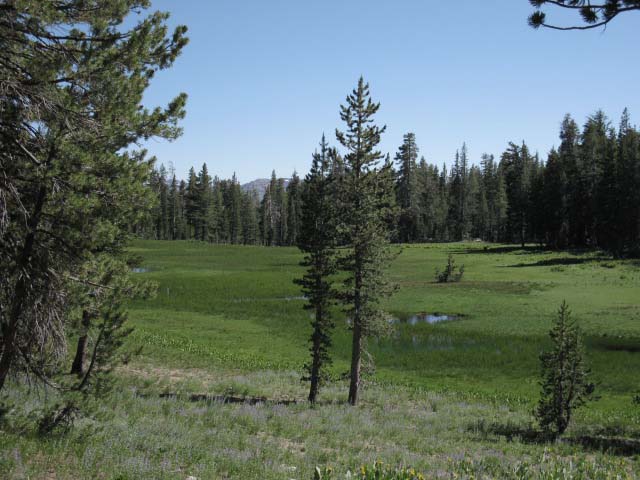 Swampy Lake during July.
